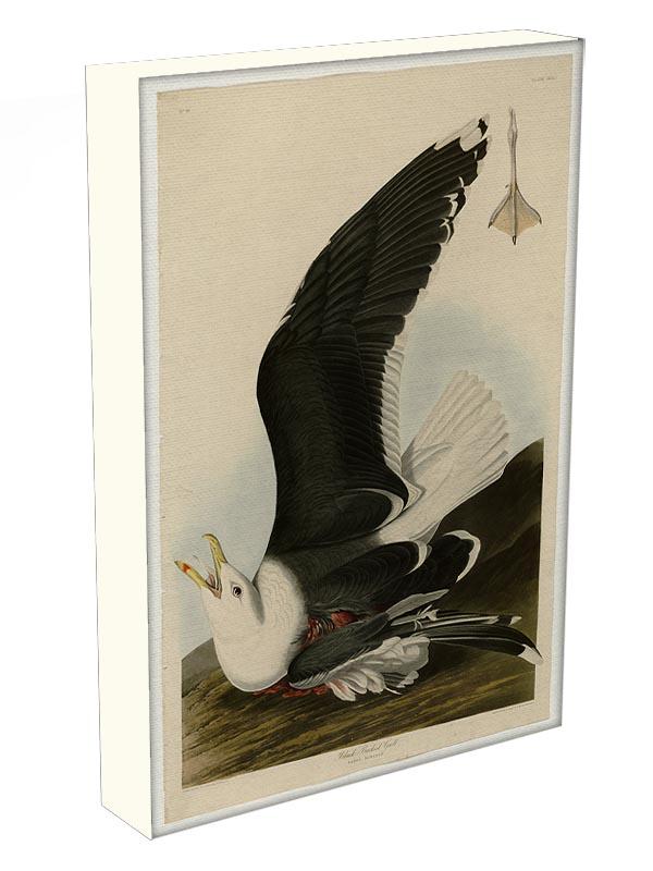 Black Backed Gull by Audubon Canvas Print or Poster - Canvas Art Rocks - 3