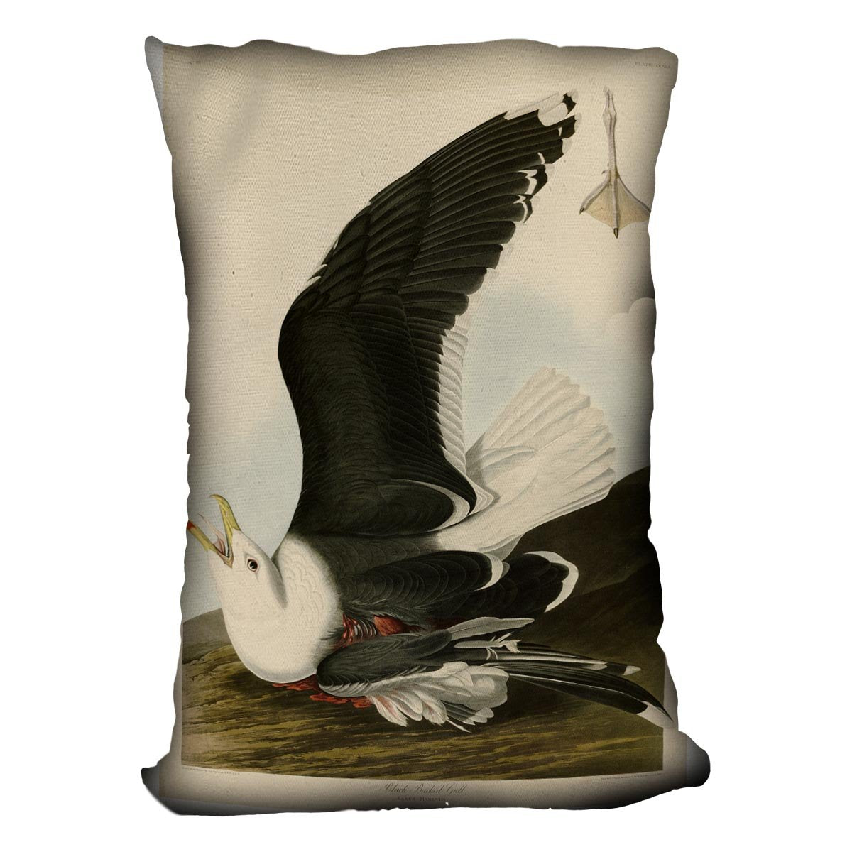 Black Backed Gull by Audubon Cushion