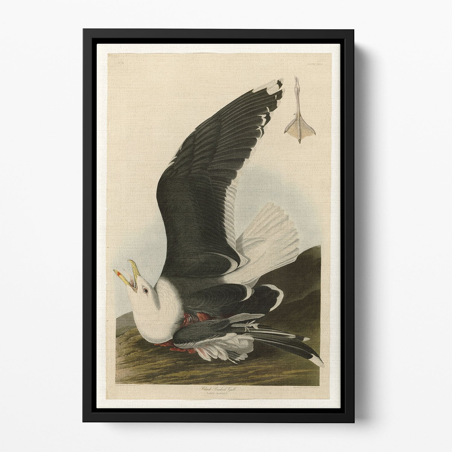Black Backed Gull by Audubon Floating Framed Canvas
