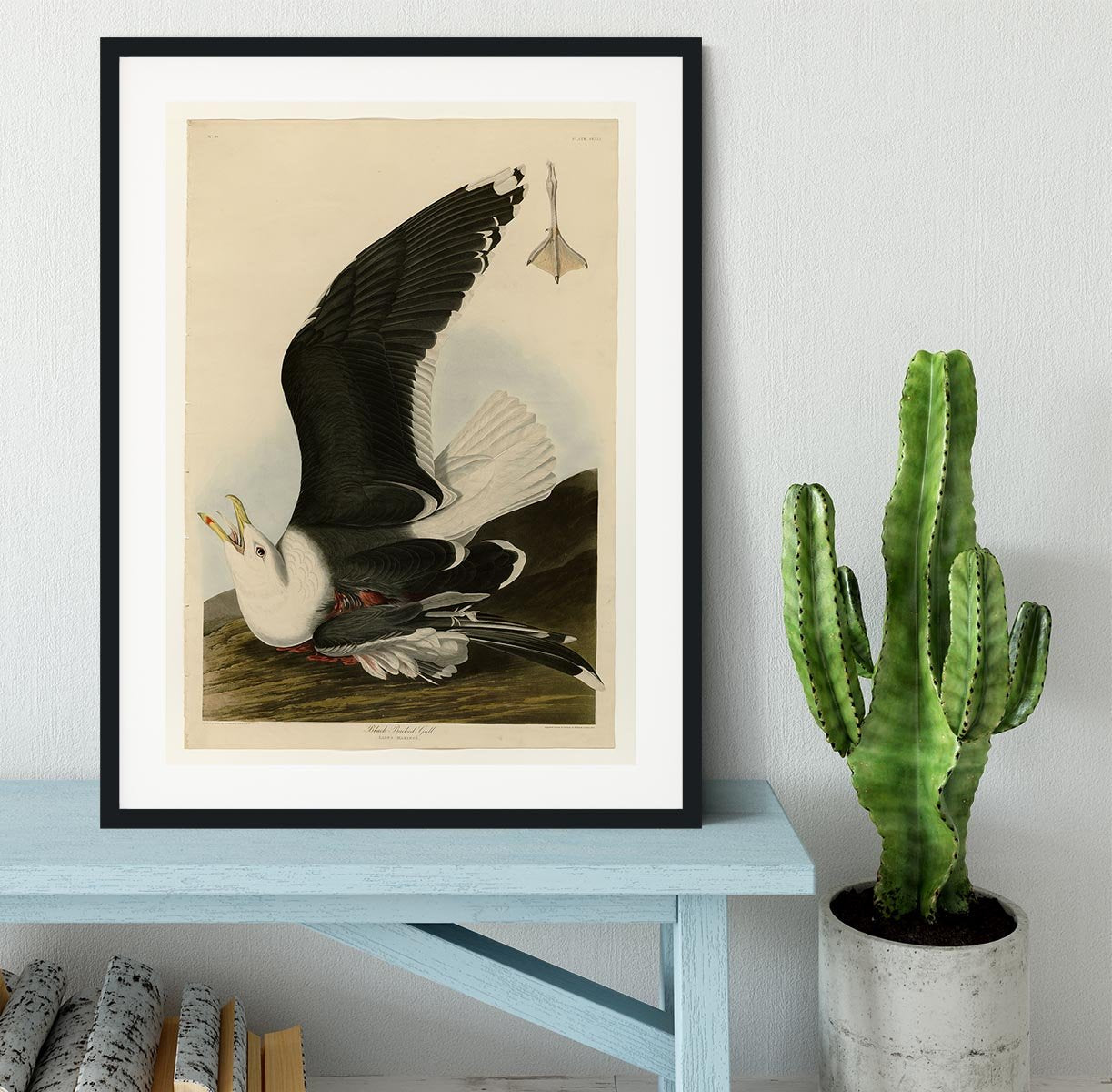 Black Backed Gull by Audubon Framed Print - Canvas Art Rocks - 1