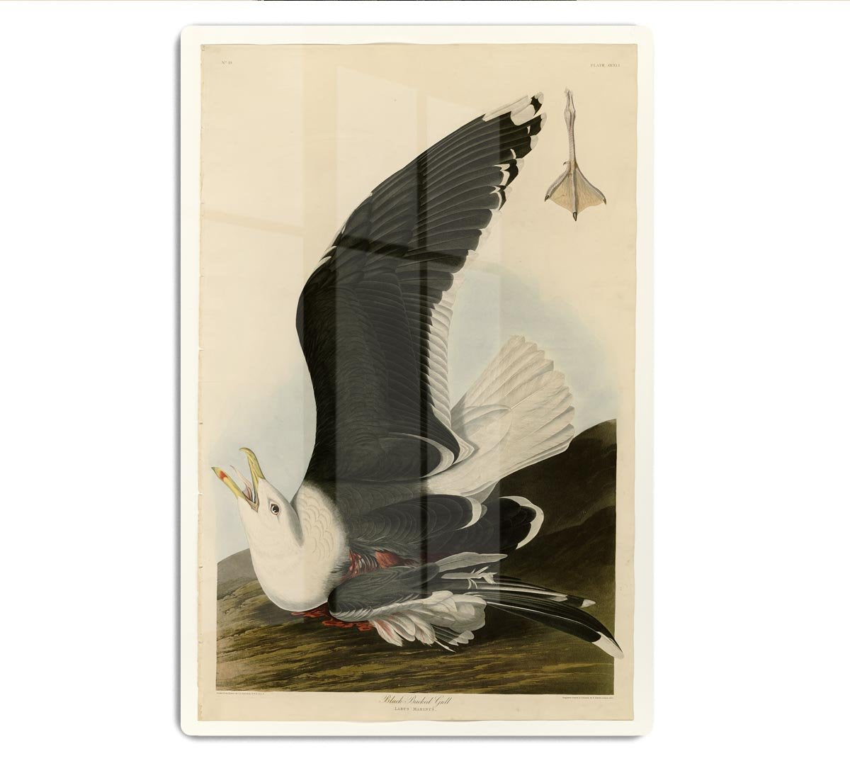 Black Backed Gull by Audubon HD Metal Print - Canvas Art Rocks - 1