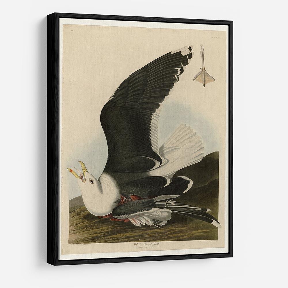 Black Backed Gull by Audubon HD Metal Print - Canvas Art Rocks - 6