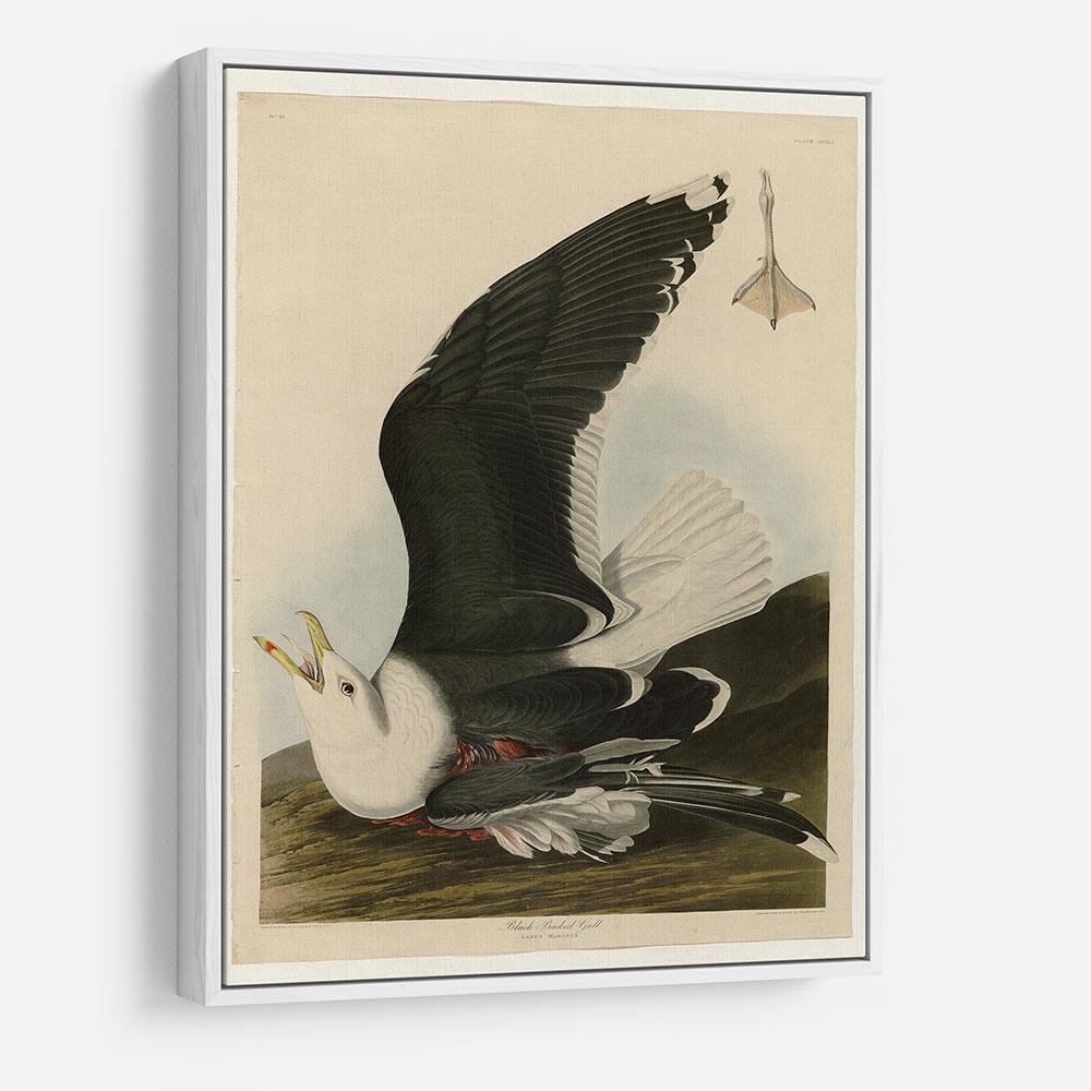 Black Backed Gull by Audubon HD Metal Print - Canvas Art Rocks - 7