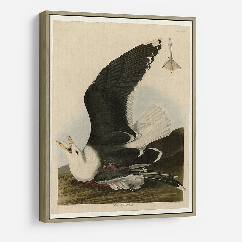 Black Backed Gull by Audubon HD Metal Print - Canvas Art Rocks - 8