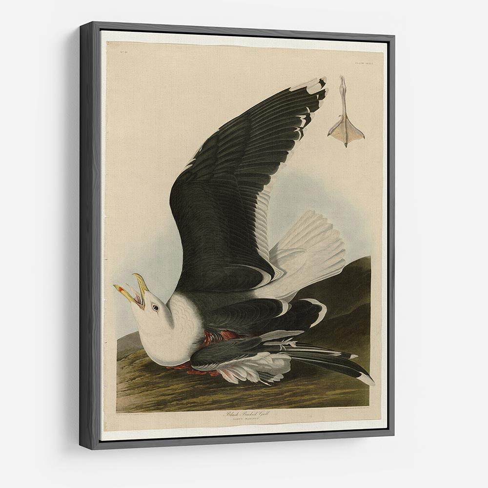Black Backed Gull by Audubon HD Metal Print - Canvas Art Rocks - 9