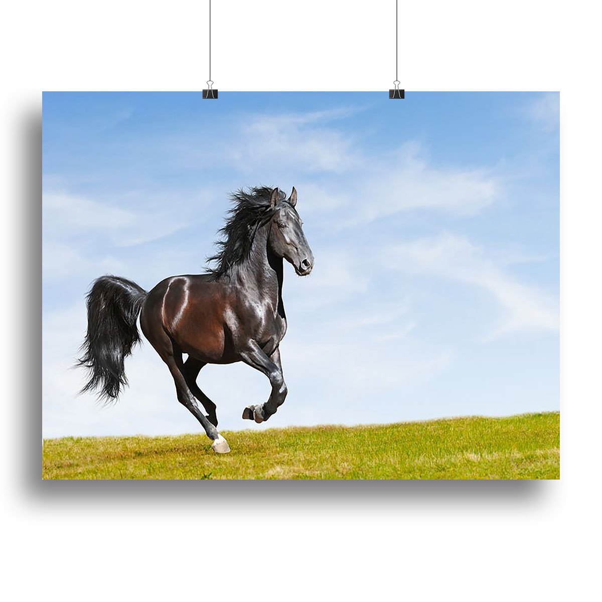 Black Kladruby horse rung gallop Canvas Print or Poster