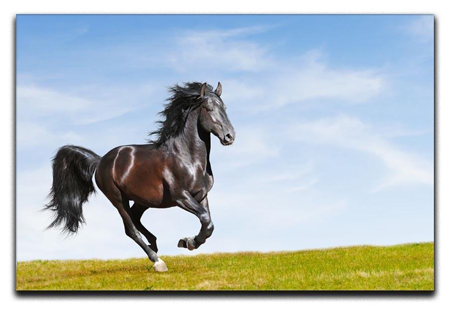 Black Kladruby horse rung gallop Canvas Print or Poster - Canvas Art Rocks - 1