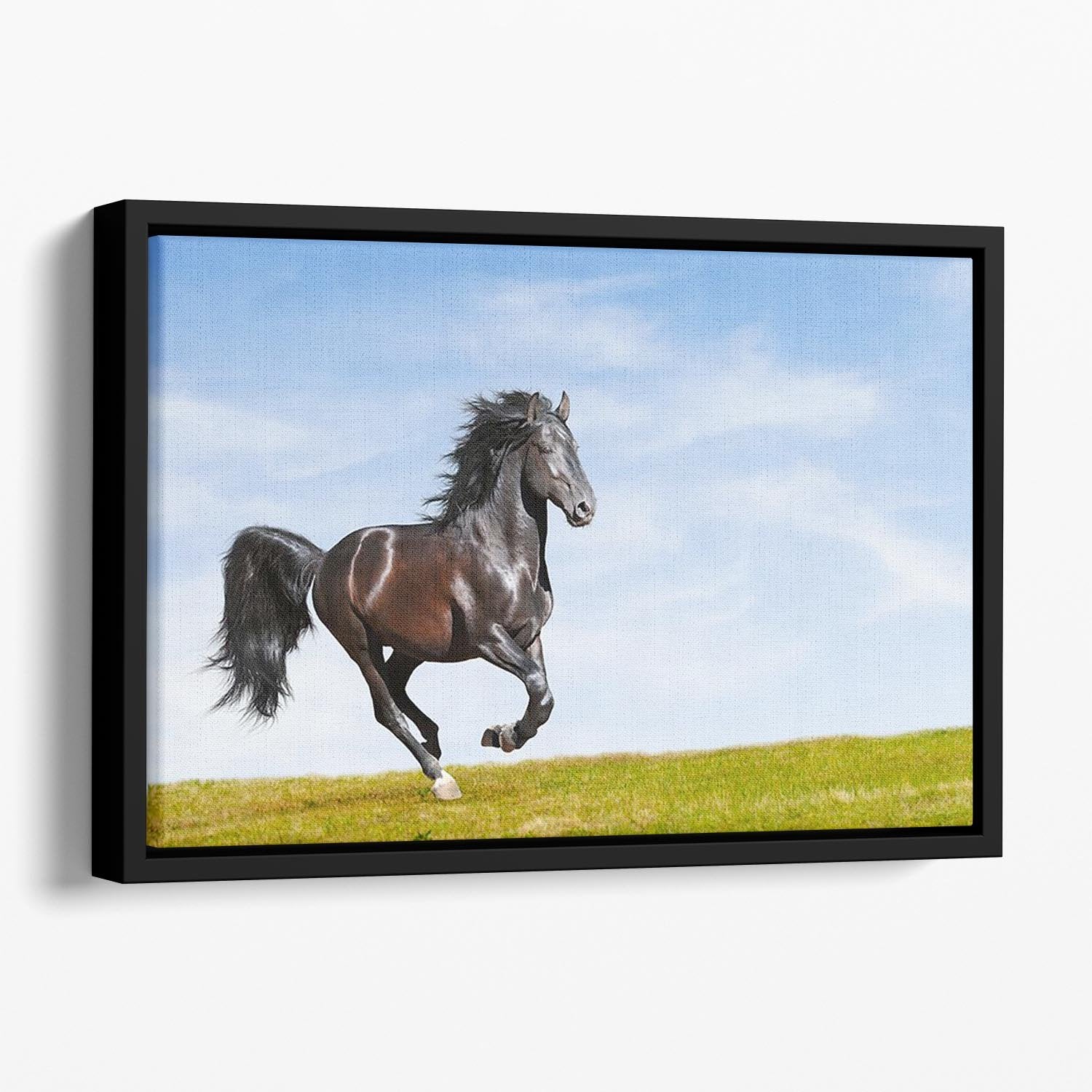 Black Kladruby horse rung gallop Floating Framed Canvas - Canvas Art Rocks - 1