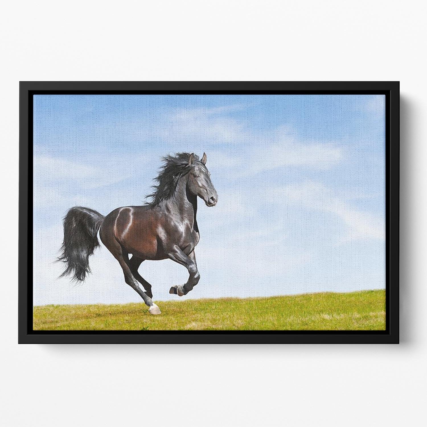 Black Kladruby horse rung gallop Floating Framed Canvas - Canvas Art Rocks - 2