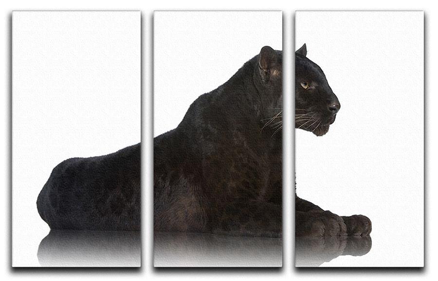 Black Leopard 6 years in front of a white background 3 Split Panel Canvas Print - Canvas Art Rocks - 1