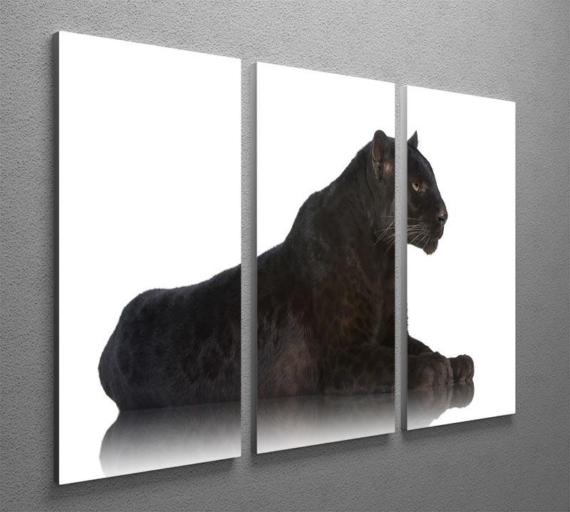 Black Leopard 6 years in front of a white background 3 Split Panel Canvas Print - Canvas Art Rocks - 2