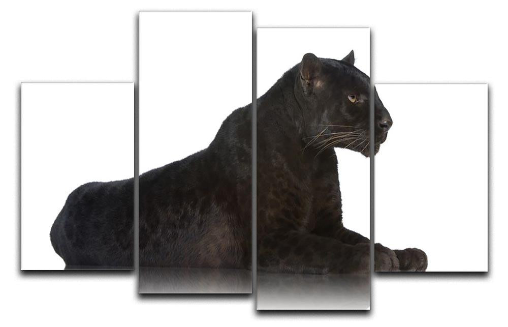 Black Leopard 6 years in front of a white background 4 Split Panel Canvas - Canvas Art Rocks - 1