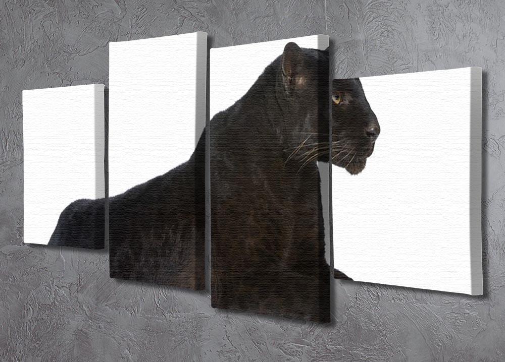 Black Leopard 6 years in front of a white background 4 Split Panel Canvas - Canvas Art Rocks - 2
