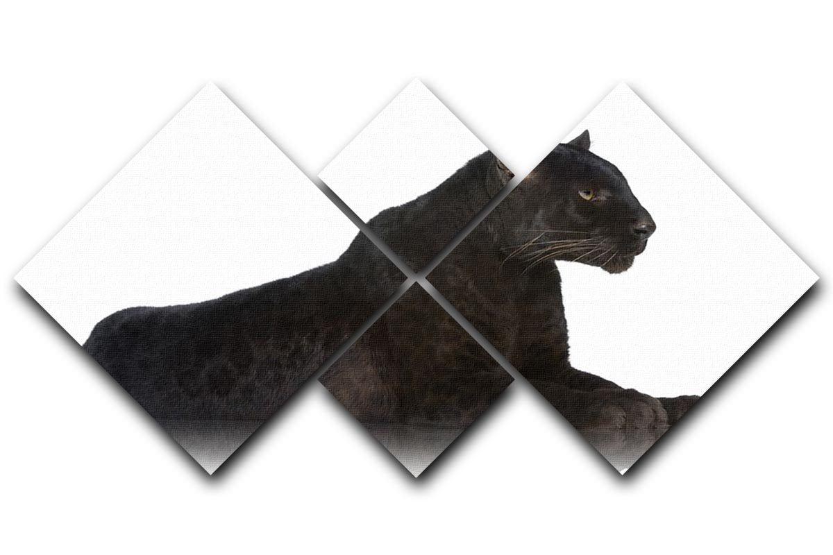 Black Leopard 6 years in front of a white background 4 Square Multi Panel Canvas - Canvas Art Rocks - 1