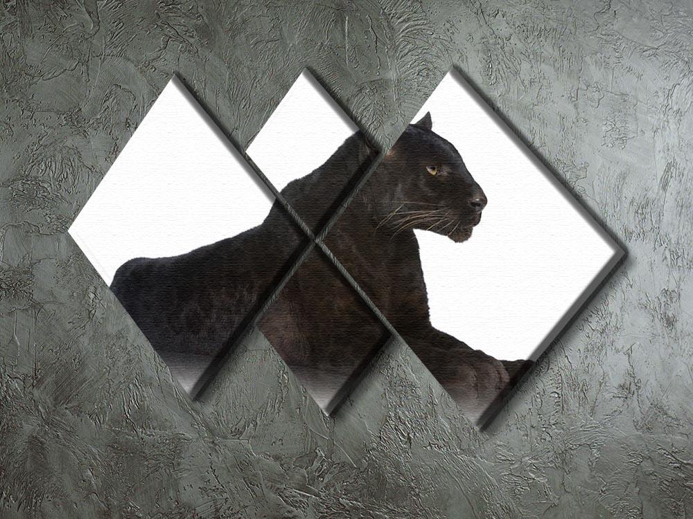 Black Leopard 6 years in front of a white background 4 Square Multi Panel Canvas - Canvas Art Rocks - 2