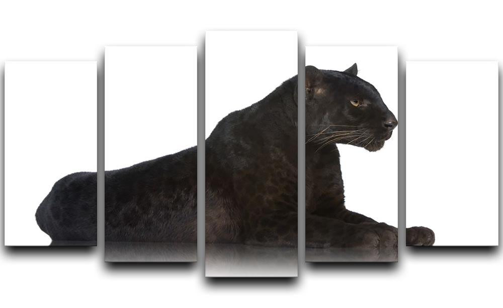 Black Leopard 6 years in front of a white background 5 Split Panel Canvas - Canvas Art Rocks - 1