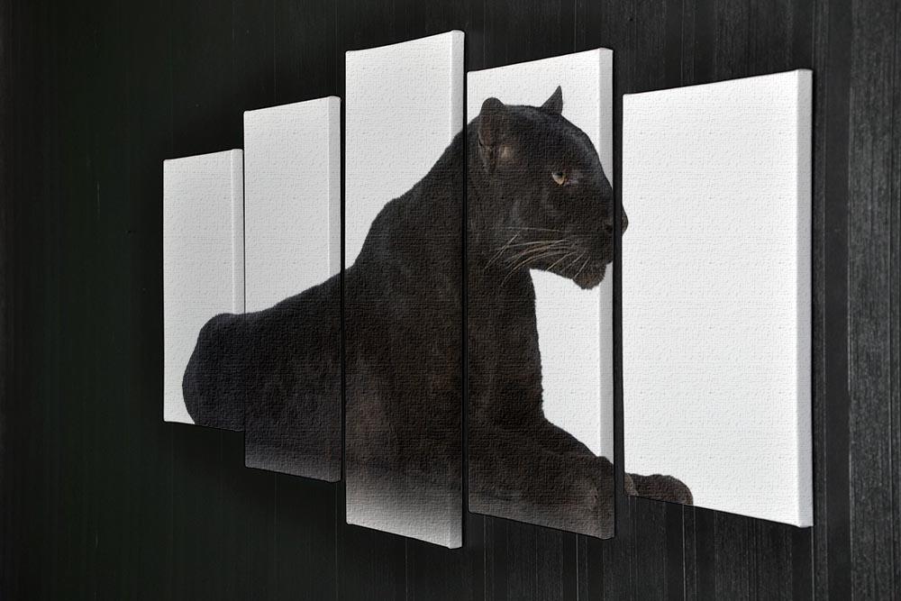 Black Leopard 6 years in front of a white background 5 Split Panel Canvas - Canvas Art Rocks - 2