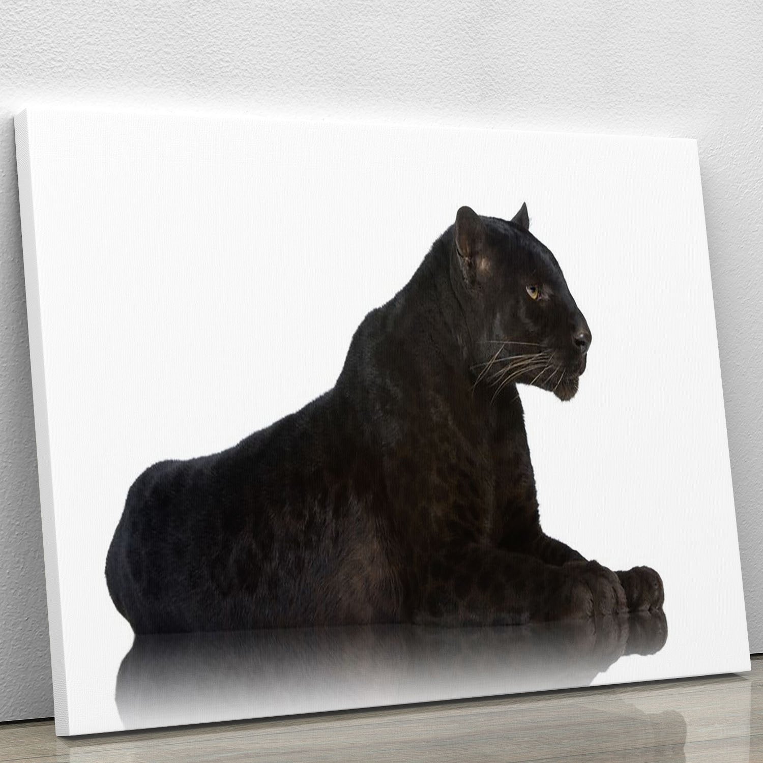 Photo & Art Print Black Leopard (6 years) in front of a white background