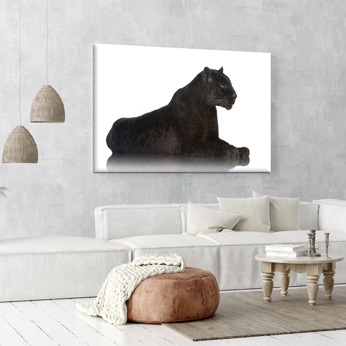 Black Leopard 6 years in front of a white background Canvas Print or Poster