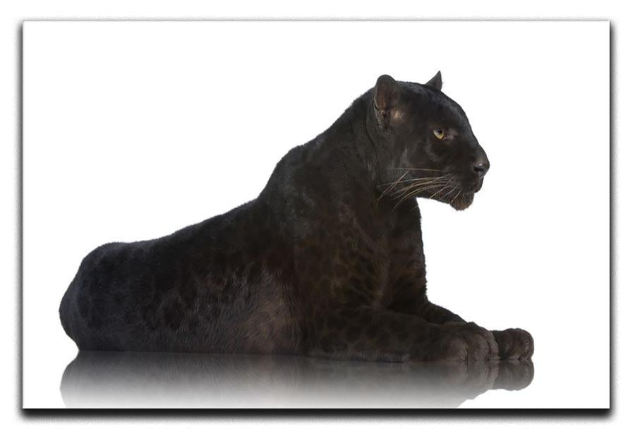 Black Leopard 6 years in front of a white background Canvas Print or Poster - Canvas Art Rocks - 1