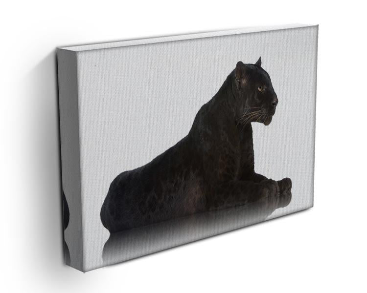 Black Leopard 6 years in front of a white background Canvas Print or Poster - Canvas Art Rocks - 3