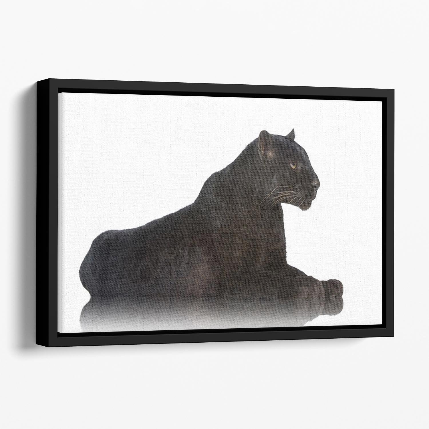 Black Leopard 6 years in front of a white background Floating Framed Canvas - Canvas Art Rocks - 1