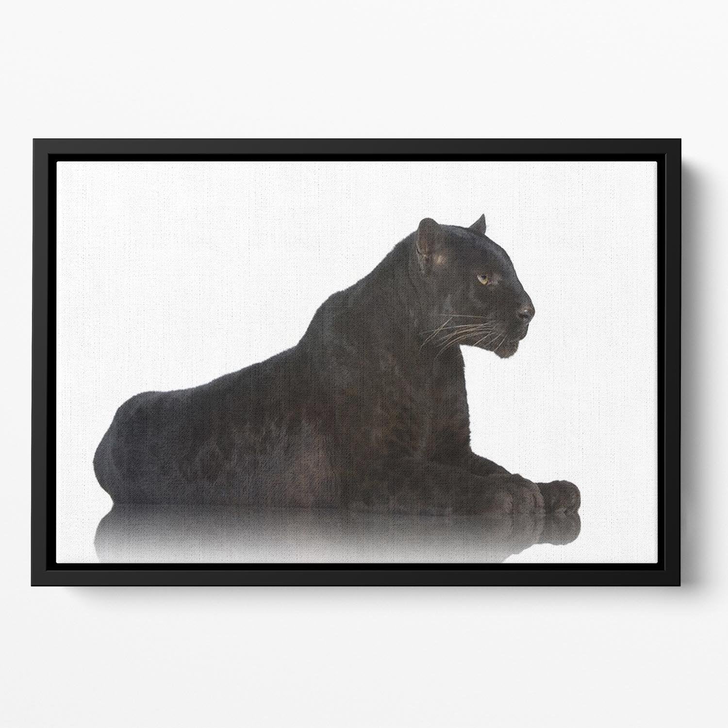 Black Leopard 6 years in front of a white background Floating Framed Canvas - Canvas Art Rocks - 2