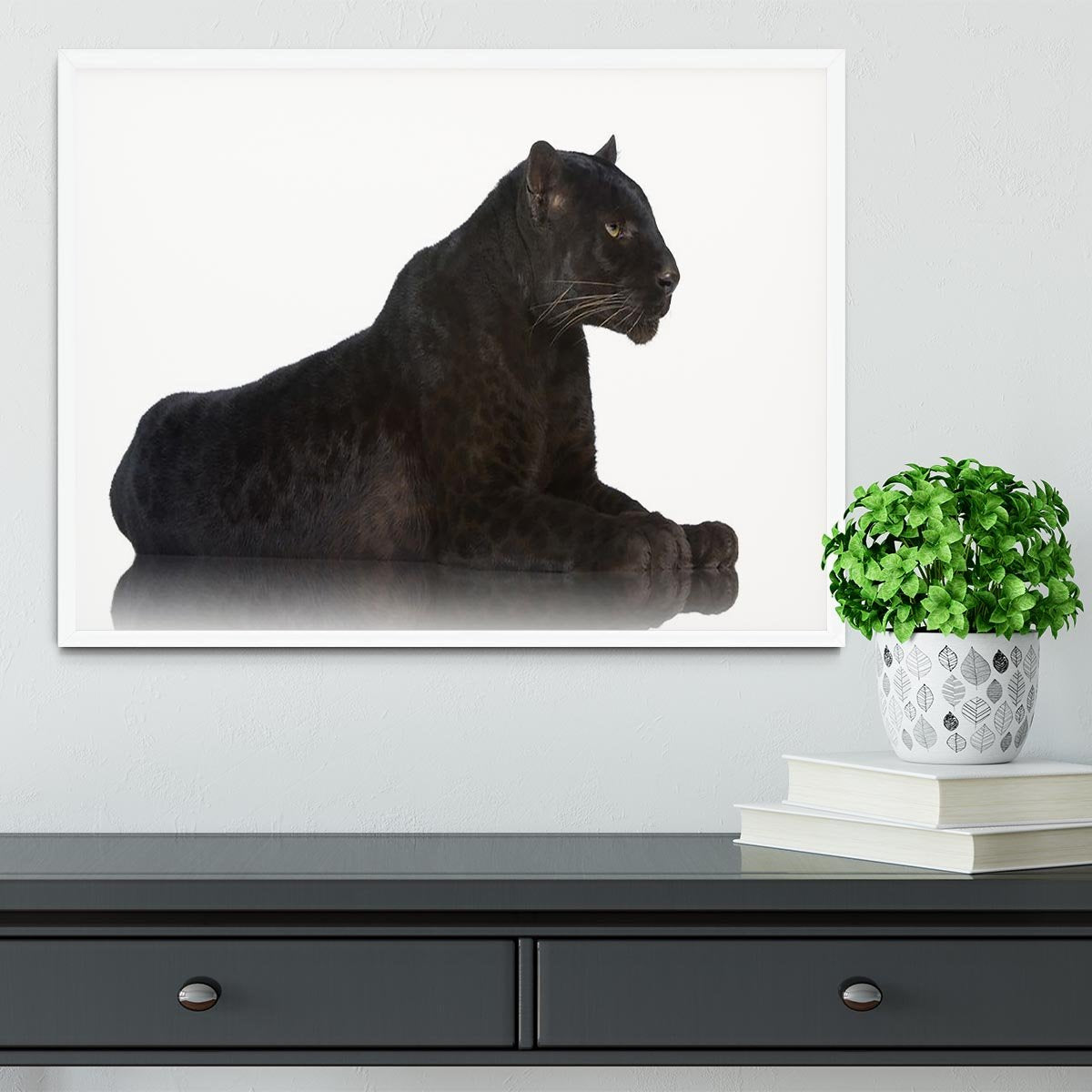 Black Leopard 6 years in front of a white background Framed Print - Canvas Art Rocks -6