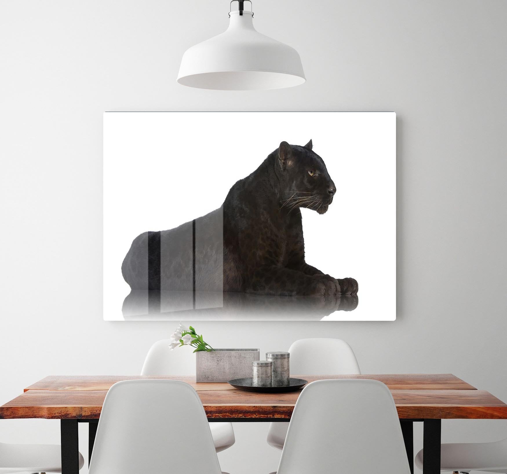 Black Leopard 6 years in front of a white background HD Metal Print - Canvas Art Rocks - 2