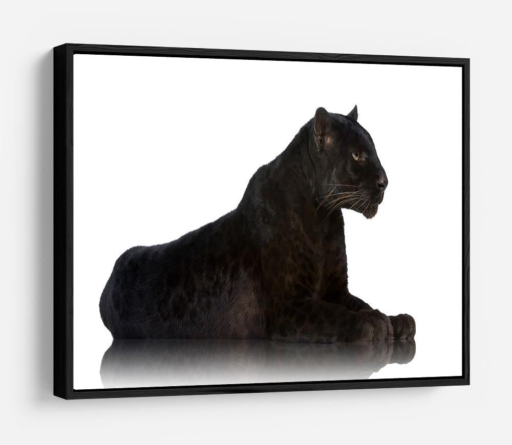 Black Leopard 6 years in front of a white background HD Metal Print - Canvas Art Rocks - 6