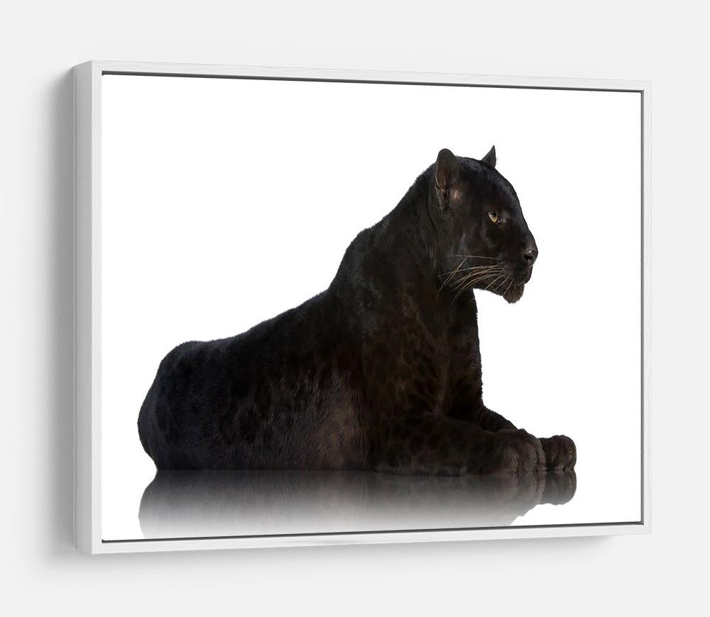 Black Leopard 6 years in front of a white background HD Metal Print - Canvas Art Rocks - 7