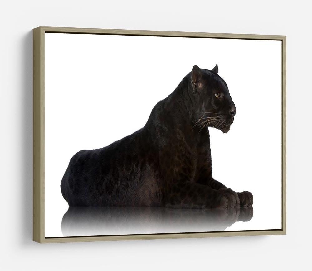 Black Leopard 6 years in front of a white background HD Metal Print - Canvas Art Rocks - 8