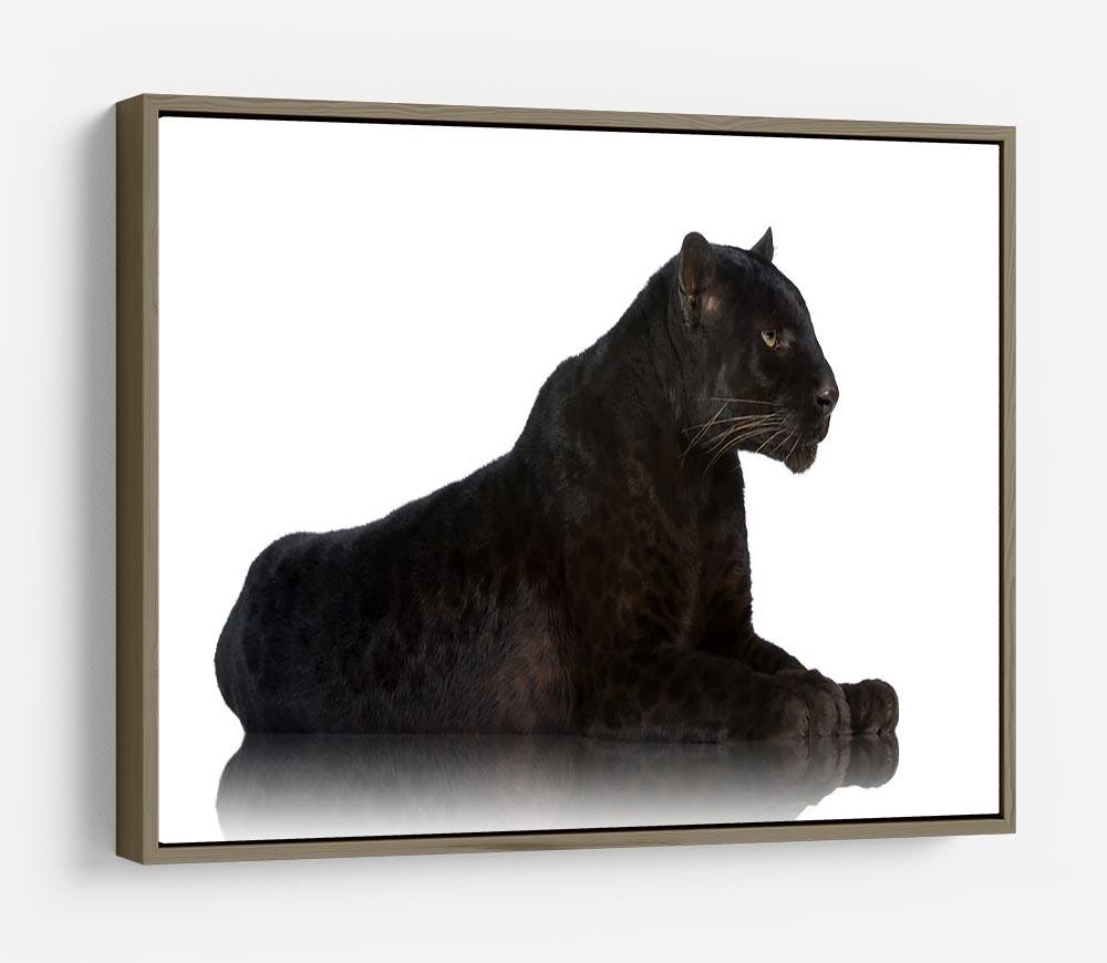 Black Leopard 6 years in front of a white background HD Metal Print - Canvas Art Rocks - 10