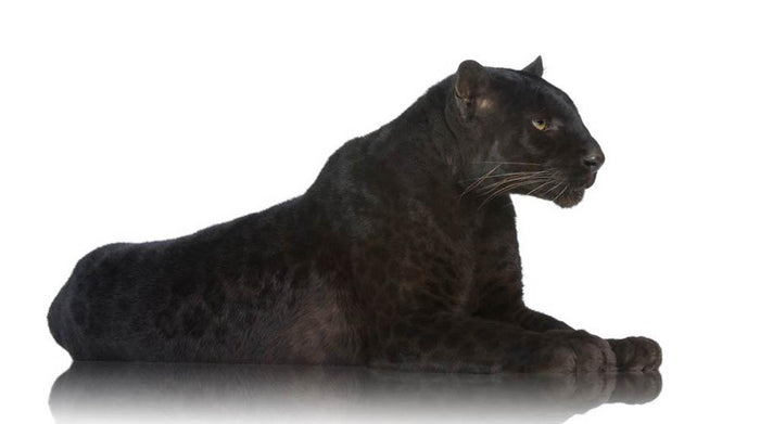 Black Leopard 6 years in front of a white background Wall Mural Wallpaper