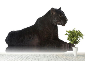 Black Leopard 6 years in front of a white background Wall Mural Wallpaper - Canvas Art Rocks - 4