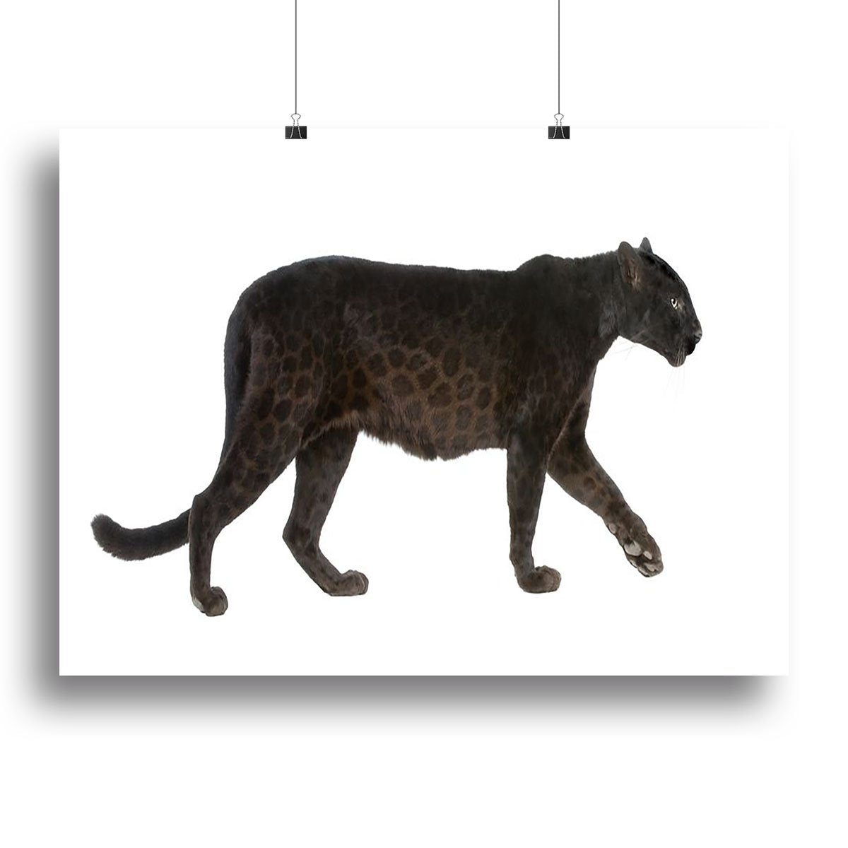 Black Leopard Canvas Print or Poster