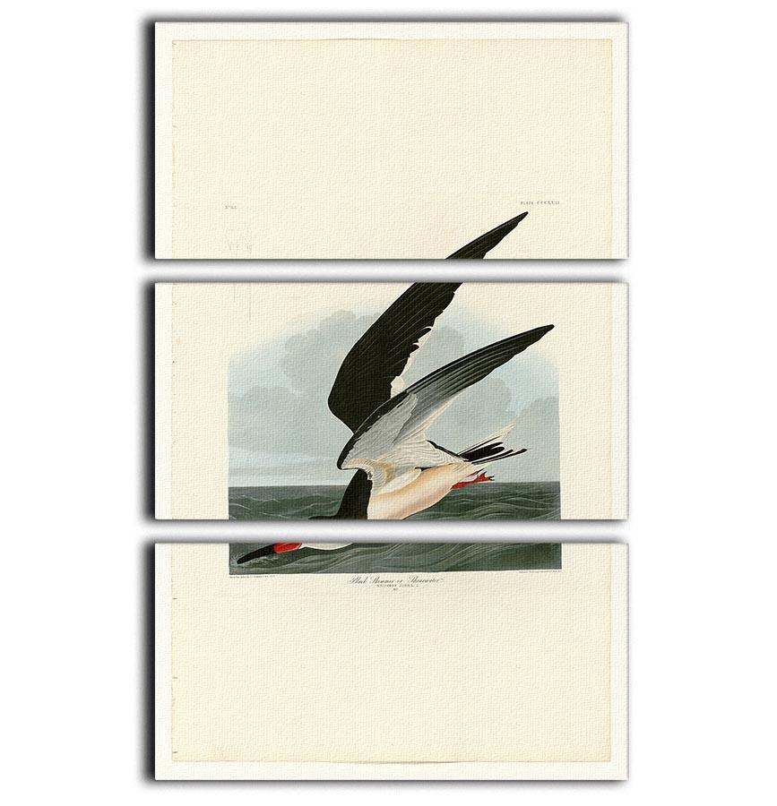 Black Skimmer by Audubon 3 Split Panel Canvas Print - Canvas Art Rocks - 1