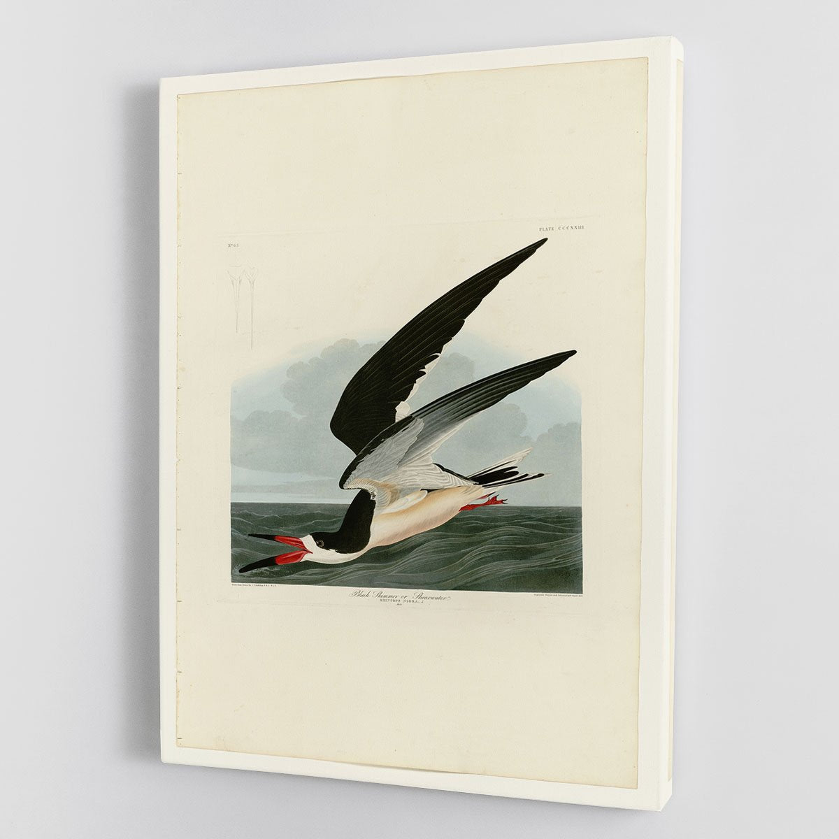 Black Skimmer by Audubon Canvas Print or Poster