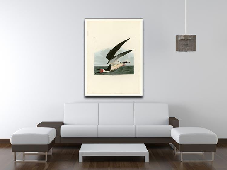 Black Skimmer by Audubon Canvas Print or Poster - Canvas Art Rocks - 4