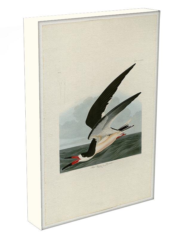Black Skimmer by Audubon Canvas Print or Poster - Canvas Art Rocks - 3