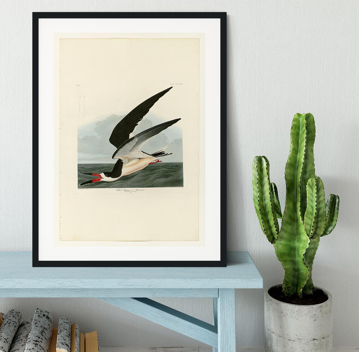 Black Skimmer by Audubon Framed Print - Canvas Art Rocks - 1