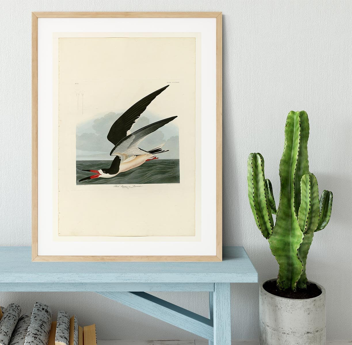 Black Skimmer by Audubon Framed Print - Canvas Art Rocks - 3