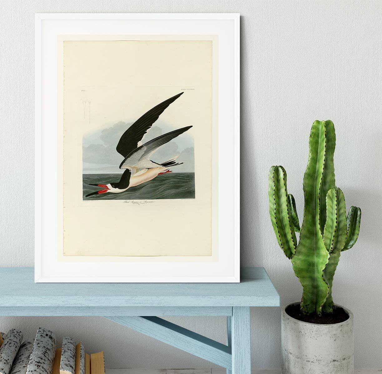 Black Skimmer by Audubon Framed Print - Canvas Art Rocks - 5