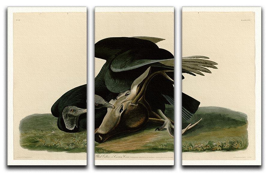 Black Vulture by Audubon 3 Split Panel Canvas Print - Canvas Art Rocks - 1