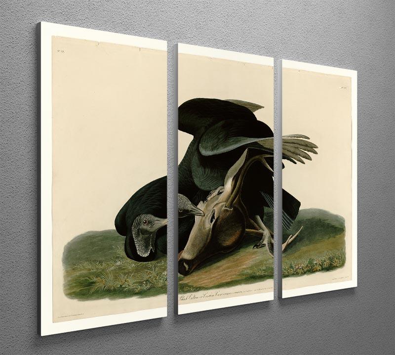 Black Vulture by Audubon 3 Split Panel Canvas Print - Canvas Art Rocks - 2