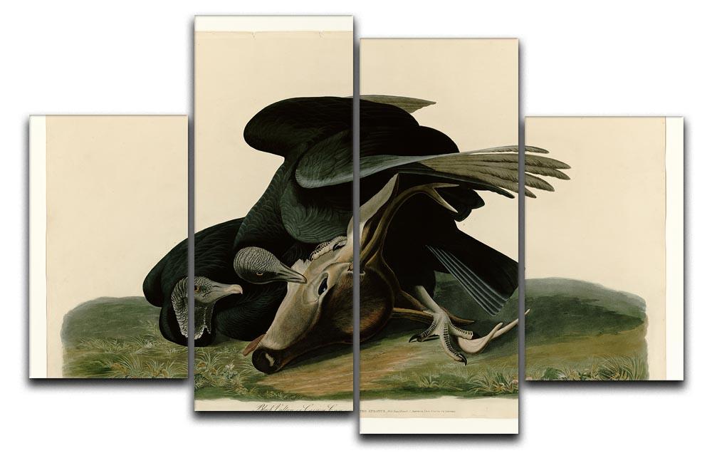 Black Vulture by Audubon 4 Split Panel Canvas - Canvas Art Rocks - 1