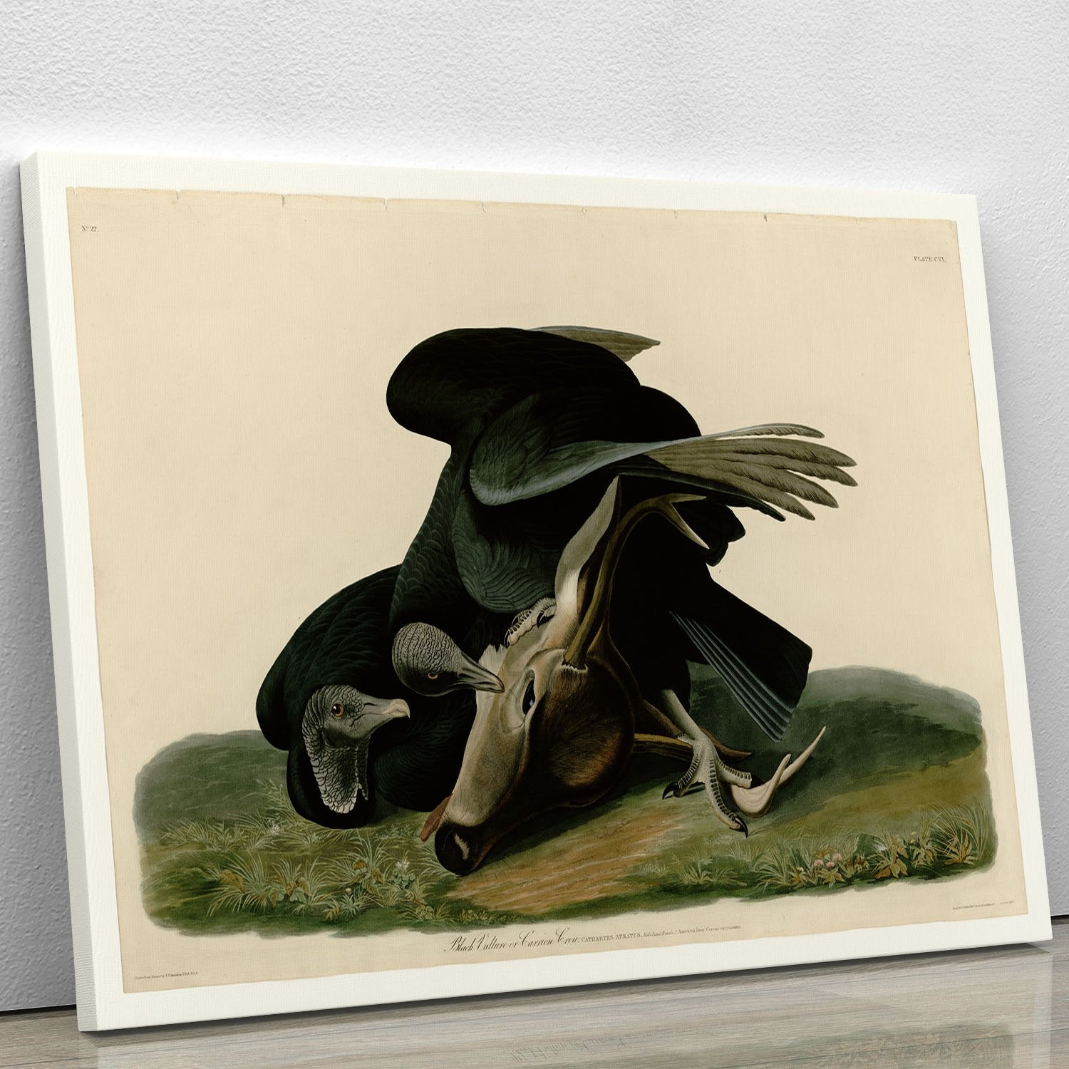 Black Vulture by Audubon Canvas Print or Poster