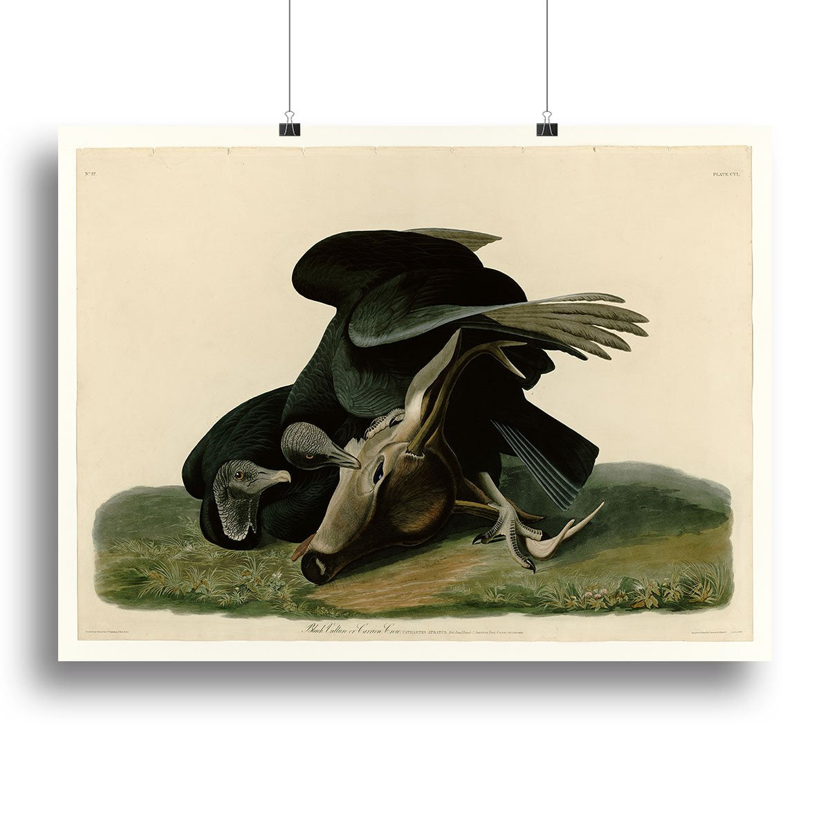Black Vulture by Audubon Canvas Print or Poster