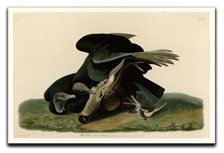 Black Vulture by Audubon Canvas Print or Poster - Canvas Art Rocks - 1