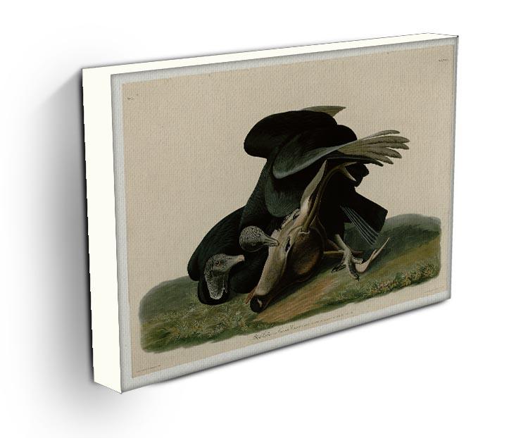 Black Vulture by Audubon Canvas Print or Poster - Canvas Art Rocks - 3